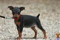 Miniature Pinscher